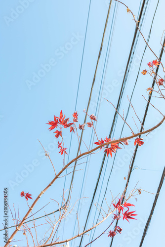 Red maple leaves on thin branches against a clear blue sky intersected by overhead power lines, capturing an urban seasonal scene with minimalist composition and natural contrast