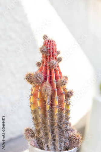 Colorful red and yellow grafted cactus with textured spines in soft natural light, highlighting unique form, vibrant tones, and ornamental houseplant aesthetics against a minimal background