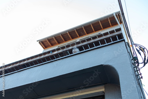 Small pigeon perched on the edge of a modern urban building roof against a bright sky, capturing minimal composition, architectural lines, and quiet city wildlife