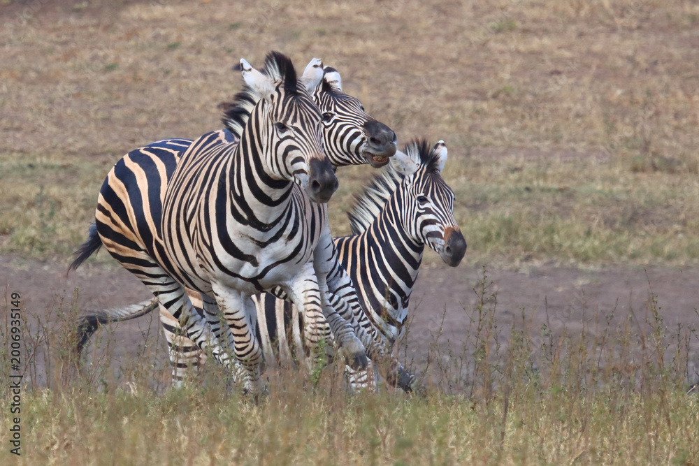 Obraz premium Steppenzebra / Burchell's zebra / Equus quagga burchellii