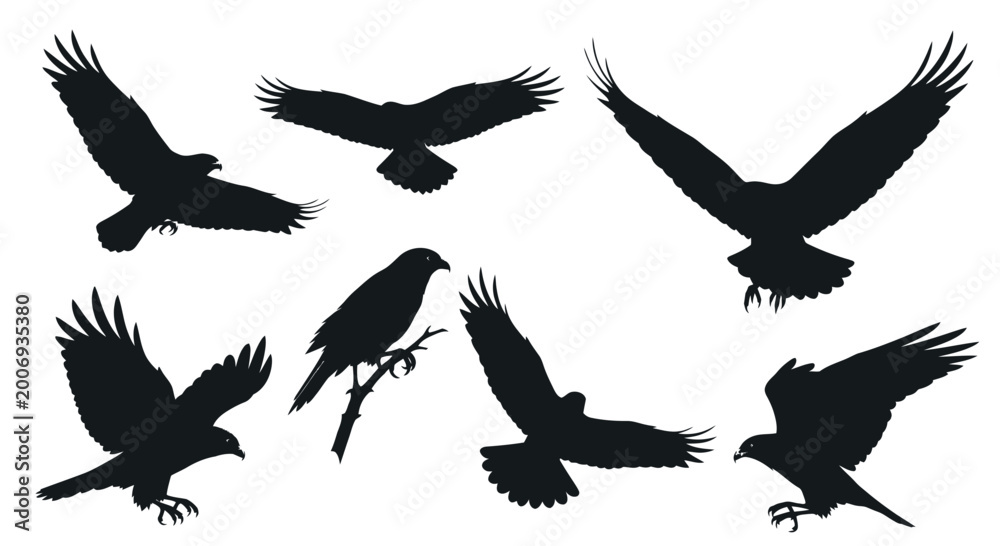 Obraz premium Silhouette Eagle Birds in Flight and Perched
