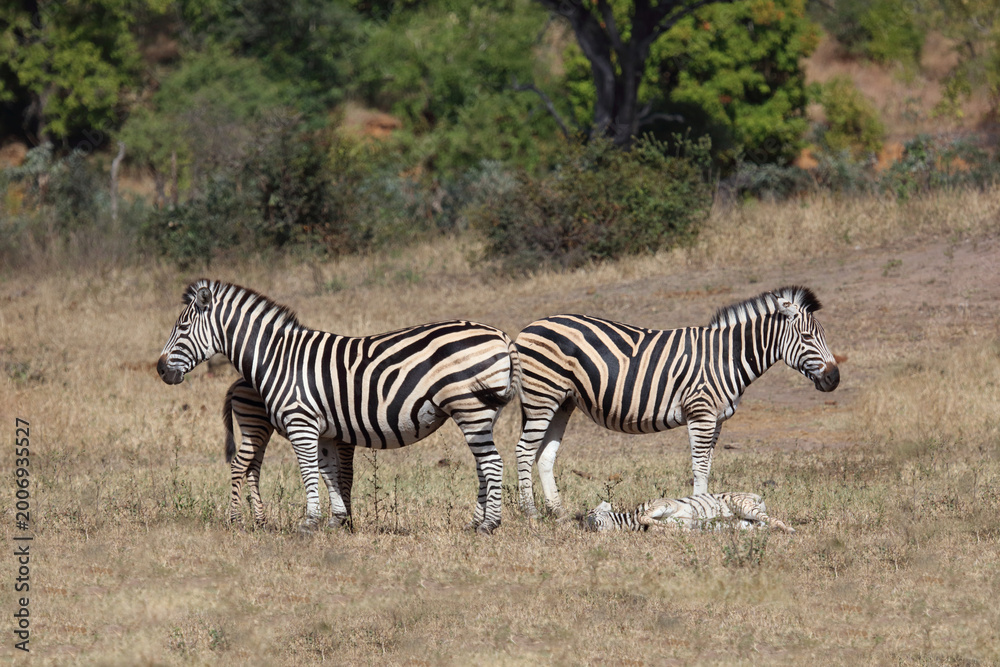 Obraz premium Steppenzebra / Burchell's zebra / Equus quagga burchellii