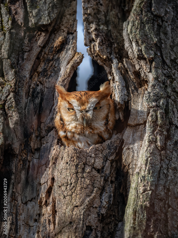 Obraz premium Eastern screech owl in a tree