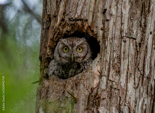 Photos Eastern screech owl in a tree