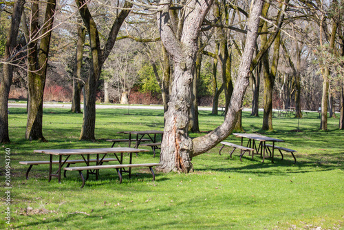 Trees and picnic tables in a park.