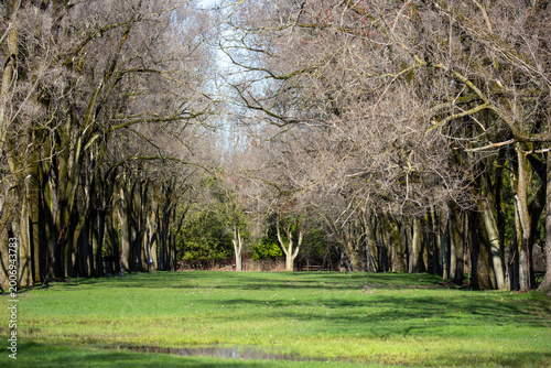 Green grass lawn surrounded by tall mature trees.