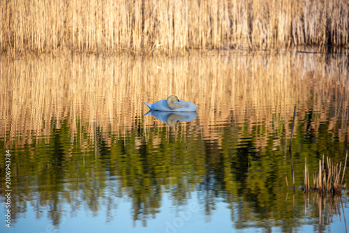 Mute Swan floating in the reflections on a pond