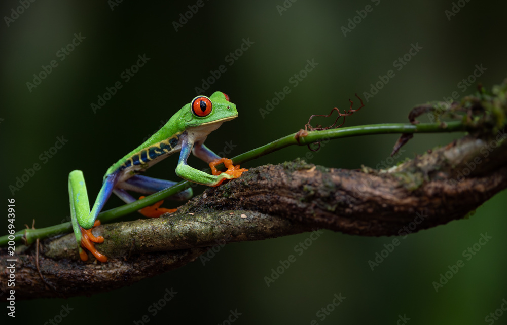 Fototapeta premium Red-eyed tree frog in Costa Rica 