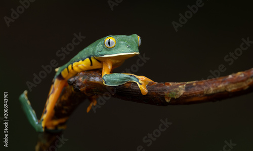 Splendid leaf frog in Costa Rica 