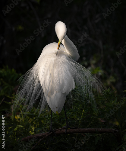 Bild auf Leinwand A great egret in breeding plumage