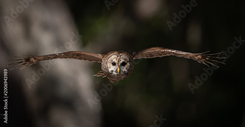 A barred owl in a forest