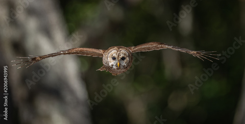 A barred owl in Florida 