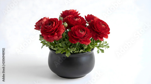 Canvastavla Vibrant red ranunculus flowers in a black pot with water droplets