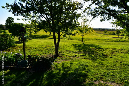 Trees in a Yard