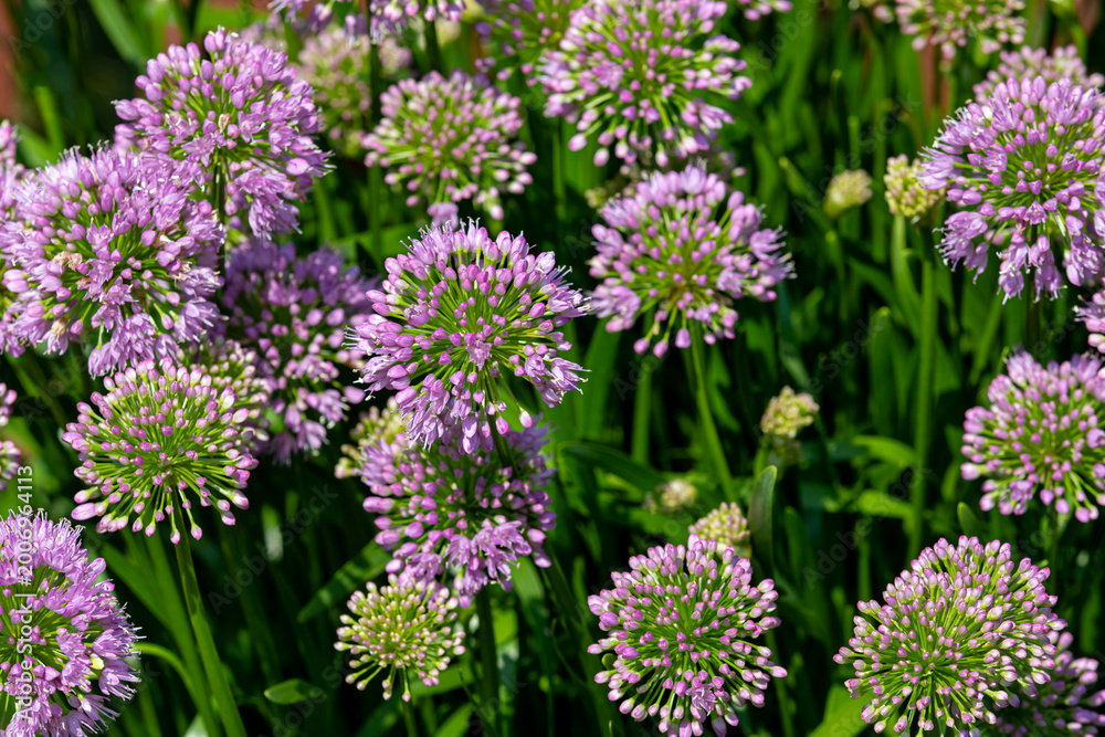 Obraz premium Nodding Onion flower blooming with purple flowers. Wildflower garden, plant care, and pollinator habitat concept.