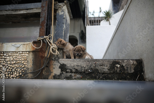 Slika na platnu puppies in an abandon doorway