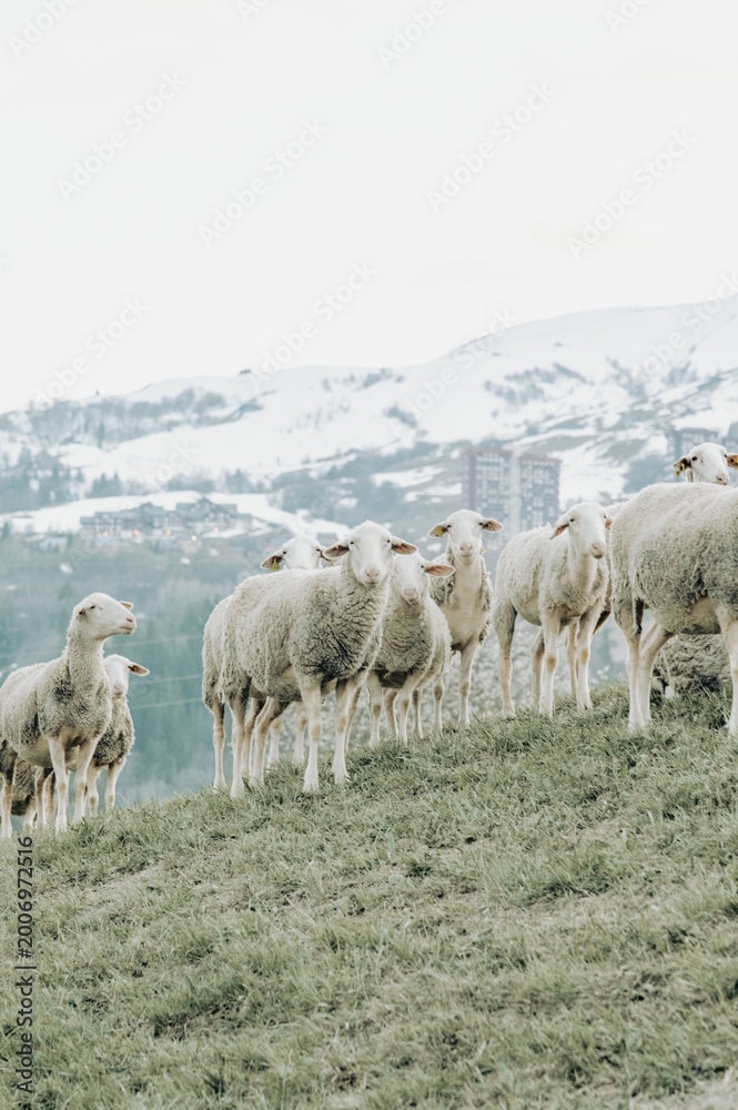 Fototapeta premium sheep and lambs
