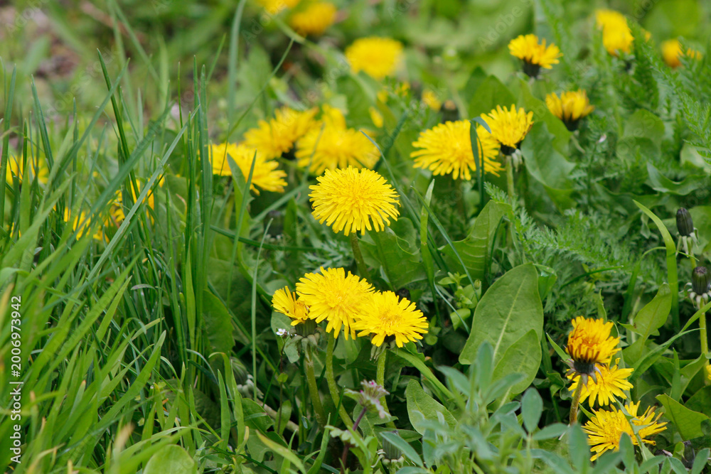 Obraz premium yellow dandelions in the grass 