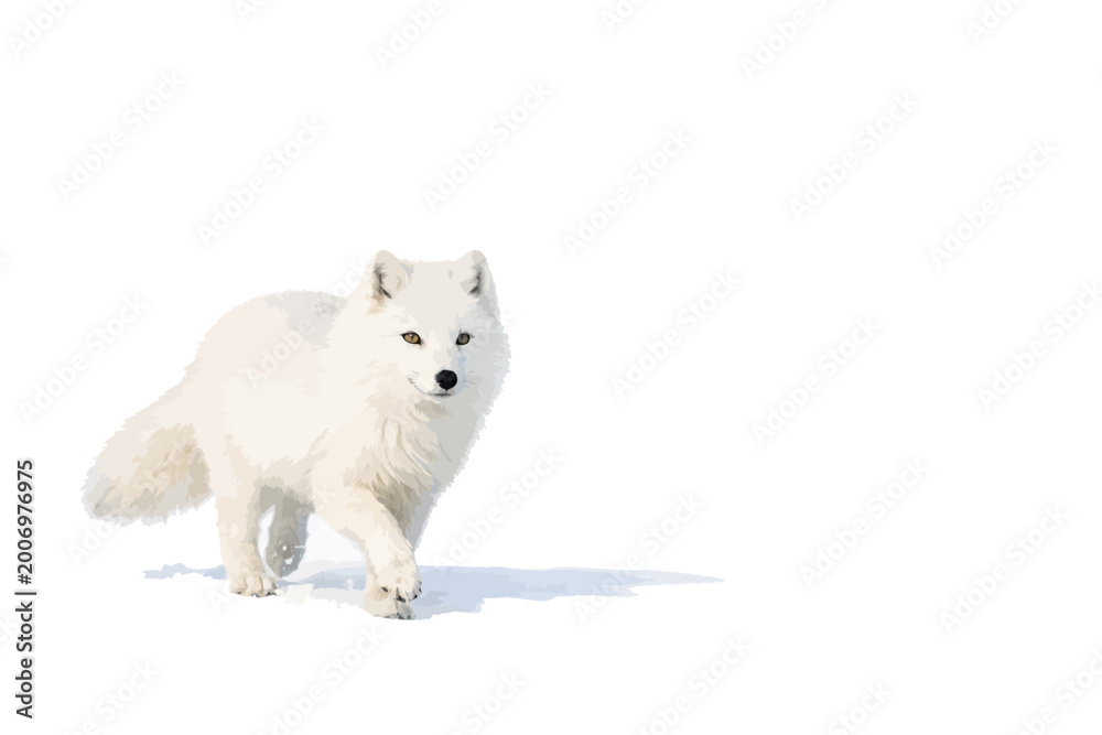Obraz premium arctic fox walking in snowy winter landscape with soft lighting