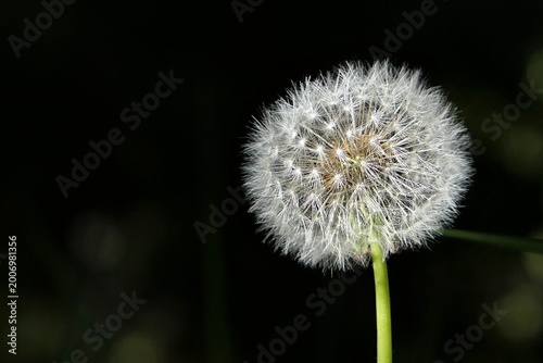 Bild auf Leinwand White soft fluffy dandelion blowball seed head with parachutes (latin name Taraxacum Officinale), sunlit by spring sunshine, late april in park, dark background