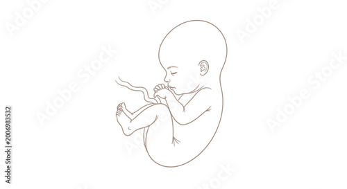 A minimalist illustration of a fetus in a curled up position