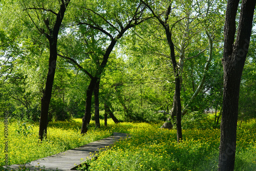 Bild auf Leinwand Sunlit Path Covered with Greater Celandine Flowers