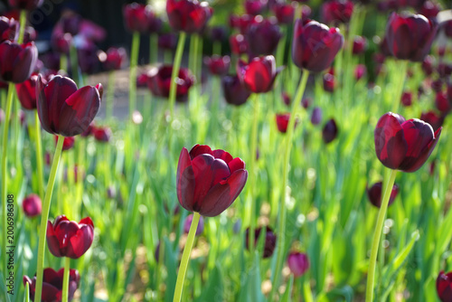 Bild auf Leinwand I saw deep red tulips and bokeh and unique tulips at flower festivals