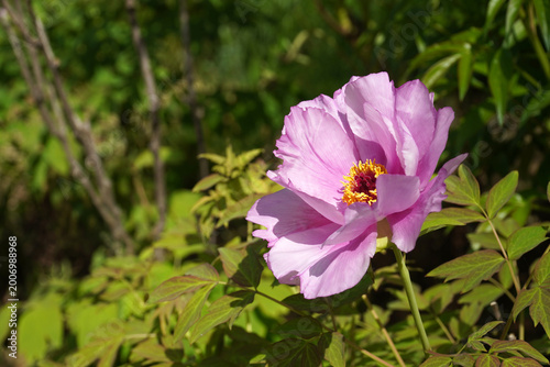 The rich beauty of the light pink peony flower, popular in the garden, has colorful flowers and pointed leaves.
