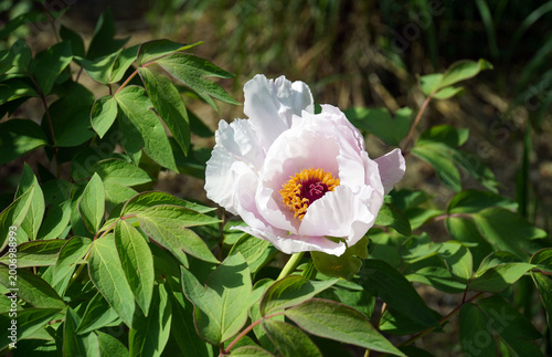 The rich beauty of the light pink peony flower, popular in the garden, has colorful flowers and pointed leaves.