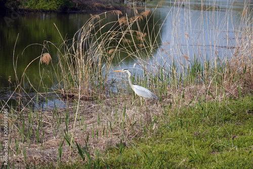 A heron resting in a spring wetland tries to hide itself in a reed forest in the evening