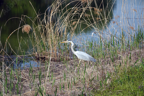 A heron resting in a spring wetland tries to hide itself in a reed forest in the evening