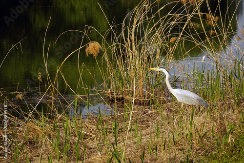 A heron resting in a spring wetland tries to hide itself in a reed forest in the evening