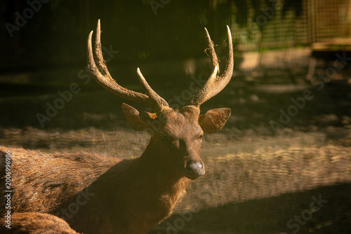 Foto Sunlight glows softly on a deer's sturdy form