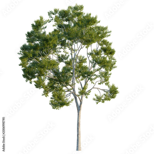 Foto Balanced Corymbia citriodora (Lemon-scented gum) tree with vibrant green foliage and smooth white trunk, isolated on black background, premium 3D botanical asset for architectural rendering