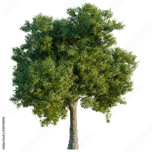 Elegant Corymbia ficifolia (Red-flowering gum) tree with narrow profile and lush green leaves, isolated on black background, high-resolution botanical cutout for architectural design rendering.