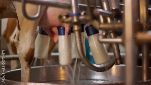 Automatic Milking Machine Process in Modern Dairy Farm Parlor