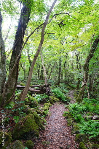 late summer pathway in the mild sunlight