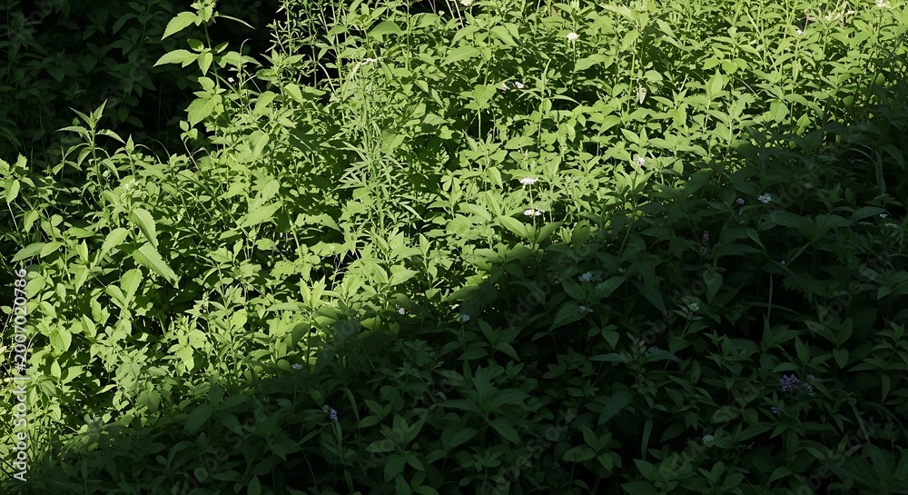 Fototapeta premium Dense green foliage in sunlight filtering.