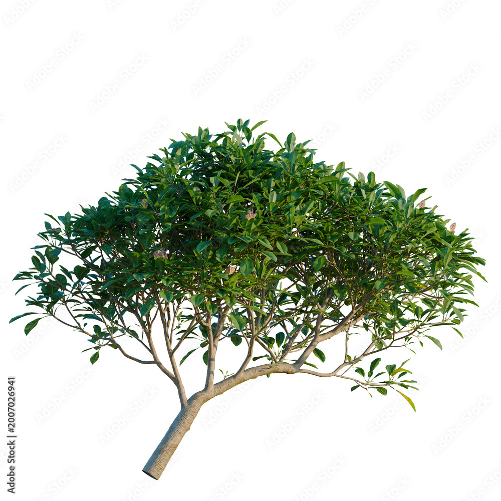 Obraz premium Full Plumeria rubra canopy with dense green foliage and leaning trunk isolated on black background, tropical Frangipani tree cutout for architectural post-production and exterior landscaping projects.