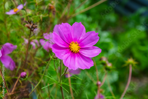 Purple Cosmos Flowers in the Garden