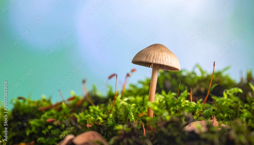 Fototapeta premium close-up wild mushroom growing in lush green forest with soft natural light