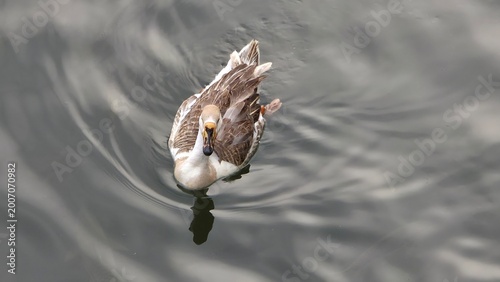 Brown Duck Floating with Reflection