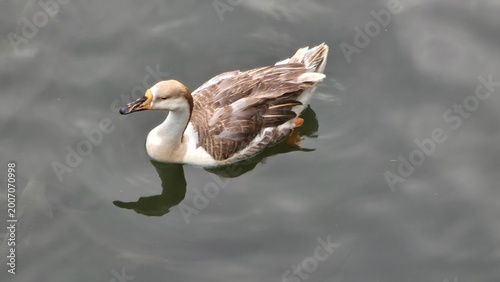 Brown Duck Swimming Calmly Alone