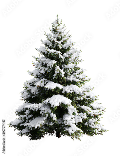 Snowy Pine Tree Stands Isolated in Winter Landscape Environment