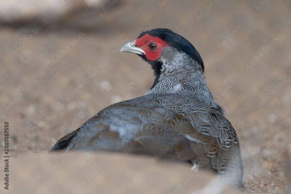 Obraz premium Closeup of alert pheasant in sandy surroundings. Intimate photograph capturing mottled grey pheasant standing vigilant in sandy desert environment with blurred backdrop
