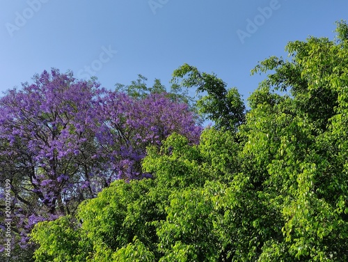 фотографія Beautiful purple jacaranda flowers and next to them an elegant green tree
