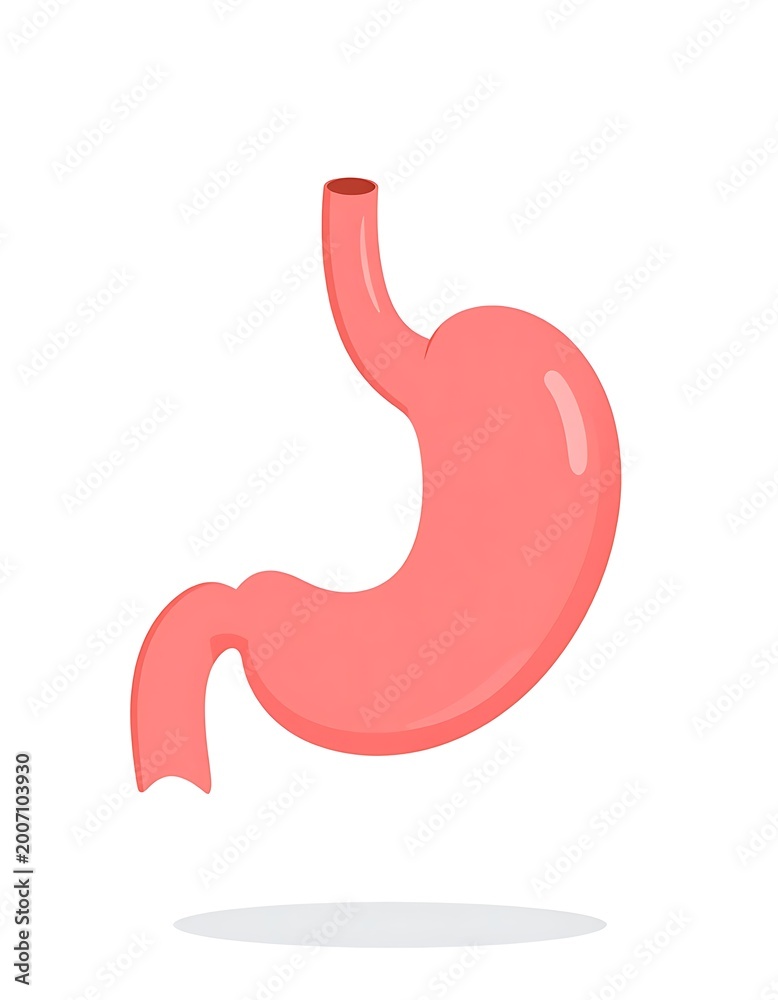Fototapeta premium Human stomach anatomy illustration isolated.