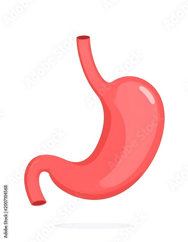 Human stomach anatomy illustration.