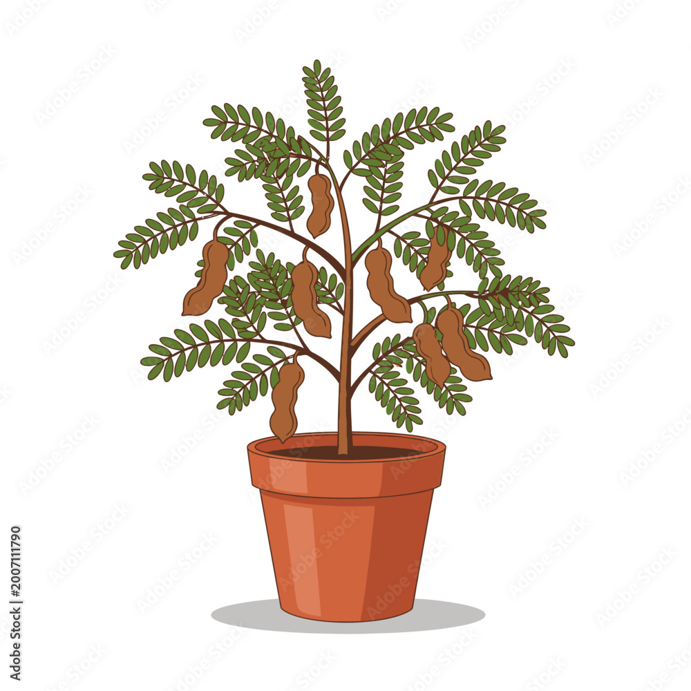 Naklejka premium Tamarind tree illustration in a pot against a white background for design