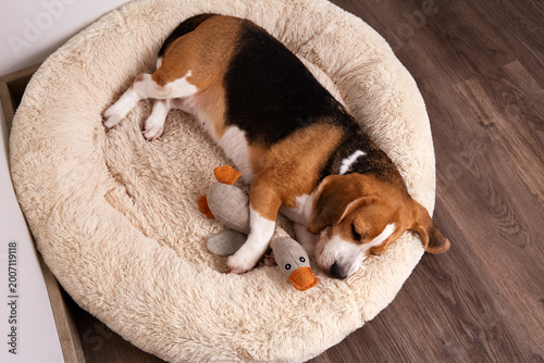 Beagle dog sleeping curled up on a plush bed with a soft toy, enjoying a peaceful nap in a quiet indoor setting